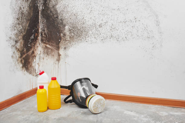 Best Home Mold Removal  in Harvey, ND