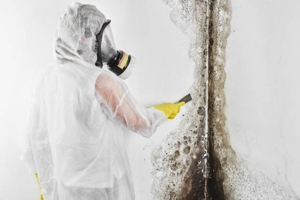 Best Local Mold Removal Service  in Harvey, ND