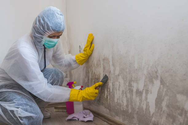 Best Affordable Mold Removal  in Harvey, ND