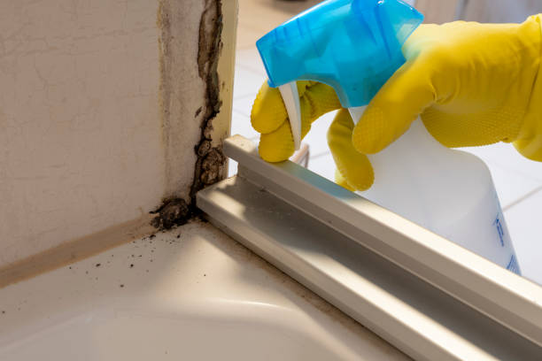 Best Certified Mold Removal  in Harvey, ND