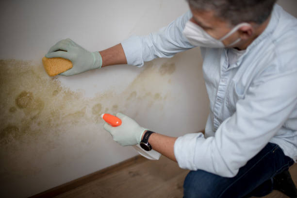 Best Residential Mold Removal  in Harvey, ND