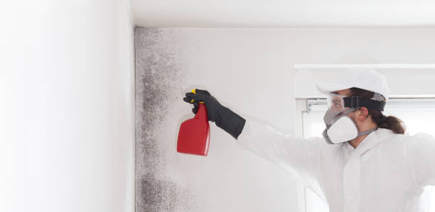Best Office Mold Removal Services  in Harvey, ND