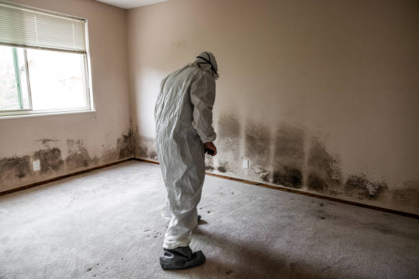 Best Best Mold Removal Companies  in Harvey, ND