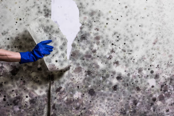Best Mold Removal Process  in Harvey, ND