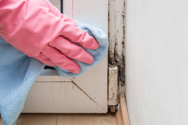 Professional Mold Removal in Harvey, ND