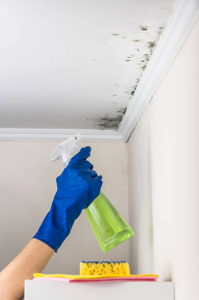 Best Affordable Mold Removal  in Harvey, ND