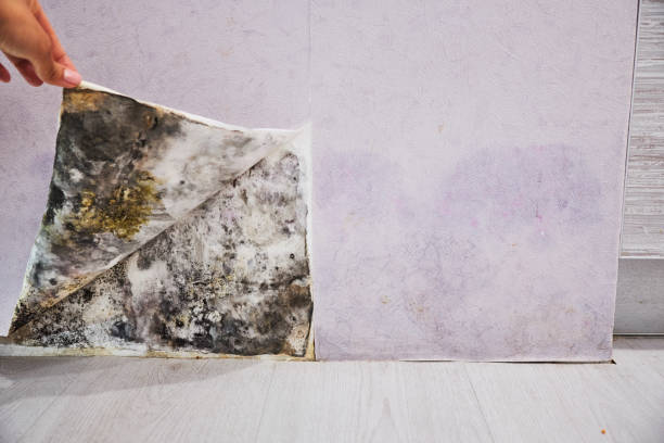 Best Commercial Mold Removal  in Harvey, ND